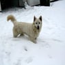 happydog