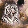 tijger
