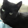 Linxie