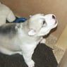 huskymoja
