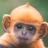 monkey78