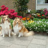 issimiesje