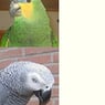 lieske4