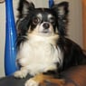 tiko