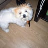 folieke
