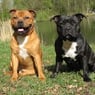 Staffordje