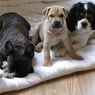 bulldogclone
