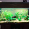 Kleintjuh23