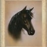 blackbeauty2