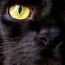 K44P