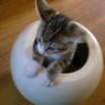 griet1212