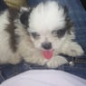 willusw
