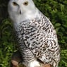 Schneeeule52