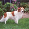 Glynnan