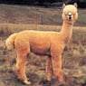 HieperDePiep