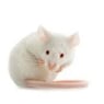 minimuis21