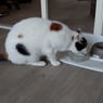 xxspigtigxx