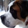 bernard