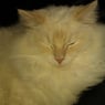 Wilma427