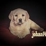 johan149