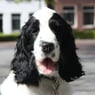 honden123456
