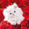 greetje10
