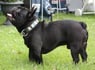 DarkStaLLion