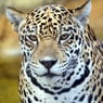 panter47