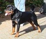dukediego