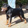 dukediego