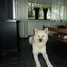 moppie3