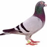 lappiedoller