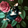 Windfox