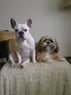 iedie