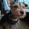 Bailey2010