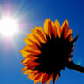 Sunshine82