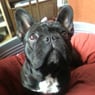 chatster