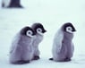 ilovepinguins