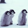 ilovepinguins