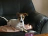 laddy2