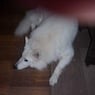 puppypower47