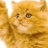 annacat