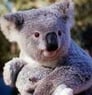koalabeer01