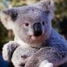 koalabeer01