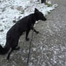 snowspeedy
