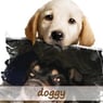 doggy41