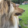Tannie