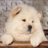 chowchow