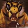 queenbee