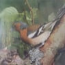 vink